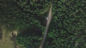 树木，森林，顶视图，道路，运动