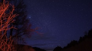 trees, night, starry sky, branches, twilight - wallpapers, picture