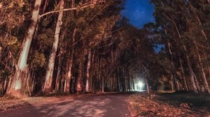 trees, night, stars, road, parana, entre rios, argentina - wallpapers, picture