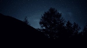 trees, night, stars, sky, dark