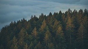 trees, clouds, fog, tops, sky