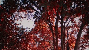 trees, autumn, foliage, park