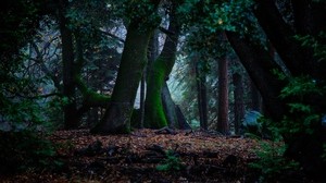 trees, autumn, moss, foliage, forest