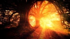 trees, autumn, sunlight, forest, light - wallpapers, picture