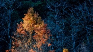 trees, autumn, dark, branches