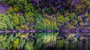 trees, lake, reflection, forest