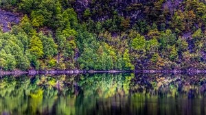 alberi, lago, riflesso, foresta