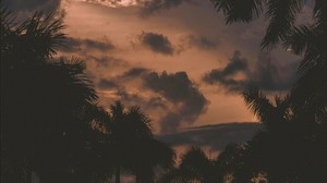 träd, palmer, moln, solnedgång, grenar