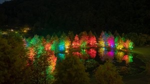 trees, the pond, illumination, backlight, colorful, night