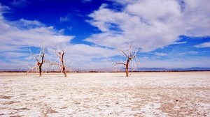 trees, desert, branches, sky, clouds, dry lake