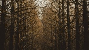 branches, trees, sky, autumn, forest - wallpapers, picture