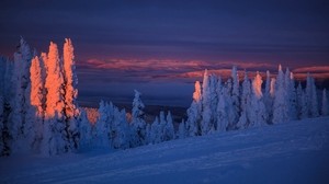 木、雪、風景、夕暮れ、冬、雪