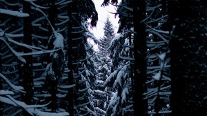 trees, snow, branches, passage