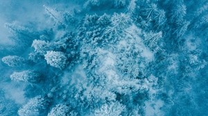 trees, snow, top view, forest - wallpapers, picture