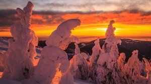 trees, snow, sunset, winter, landscape, snowy - wallpapers, picture