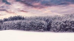 trees, snow, snowy, winter, forest - wallpapers, picture