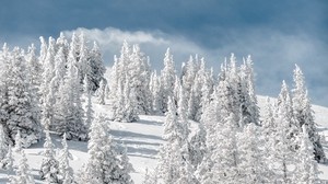 trees, snow, snowy, winter, sky, hill - wallpapers, picture