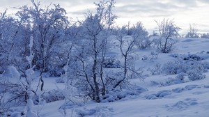 träd, snö, vinter, snöig