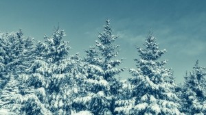 trees, snow, winter, snowy, sky