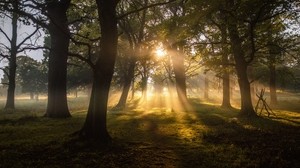 trees, the sun, rays, fog, dawn