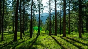 trees, pines, sunlight, mountains, landscape - wallpapers, picture