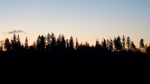 trees, dusk, outlines, dark, horizon
