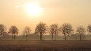 trees, fog, horizon, field
