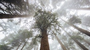 trees, fog, forest, trunk, bark, bottom view