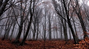 trees, fog, forest, autumn, foliage, fallen