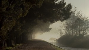 trees, fog, park, path