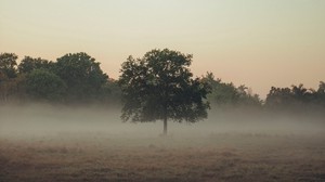 trees, fog, field