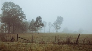 trees, fog, field, dawn, grass