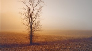 trees, fog, field, horizon, grass, minimalism