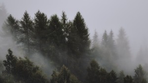 trees, fog, treetops, sky