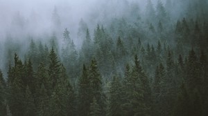 trees, fog, treetops, forest