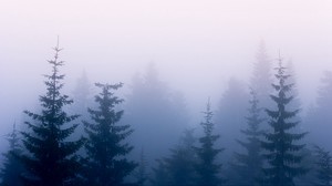 alberi, nebbia, rami, cielo