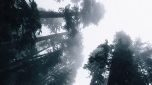 trees, fog, bottom view, forest, sky, light - wallpapers, picture