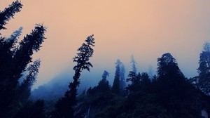 trees, fog, bottom view, dusk, sky