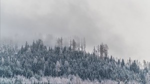 träd, dimma, snöig, rimfrost, vinter