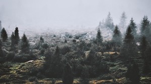 alberi, nebbia, verde, erba