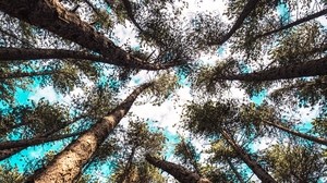 trees, tops, bottom view, sky, branches