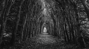 trees, branches, black and white (bw), arch, swirling