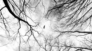 trees, branches, black and white (bw), bird, forest