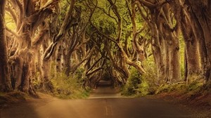 trees, branches, road, mysterious - wallpapers, picture