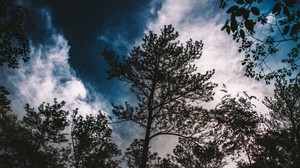 trees, branches, sky, clouds