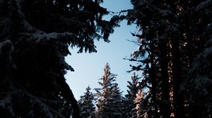 träd, grenar, natt, himmel, snö, snöig