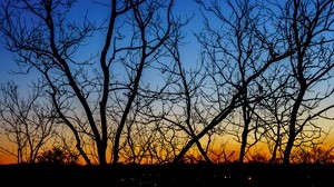 trees, branches, sunset, horizon, gradient