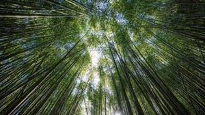 trees, bottom view, bamboo, light - wallpapers, picture