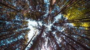 alberi, vista dal basso, foresta, tronchi, corteccia, rami