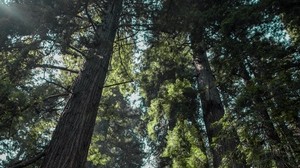 trees, bottom view, fog, branches, trunks